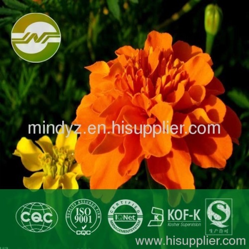 marigold extract Lutein 80%