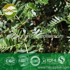 Tribulus Terrestris Extract saponins