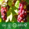 grape seed extract OPC