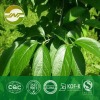 eucommia leaf extract chlorogenic acid