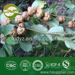 dried actinidia polygama stick