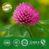 red clover extract isoflavones