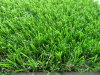 cheap Ornamental grass for garden