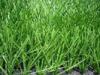 11000 Dtex Synthetic Soccer Grass , landscaping artificial turf for Football