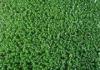 Indoor tennis Colourful artificial turf UV stability for Soccer