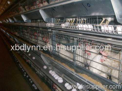 automatic chicken breeding equipment