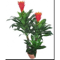 790 three branches Protea cynaroides