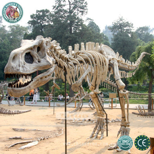 Fibergalss Dinosaur Fossil Skeleton Replica