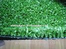 PE Curly Fibrillated Yarn Cricket Pitch Grass Artificial Synthetic Turf