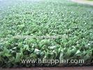 15mm Diamond Shape Yarn Hockey Artificial Grass Fire Resistant