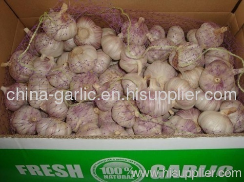 China white fresh garlic