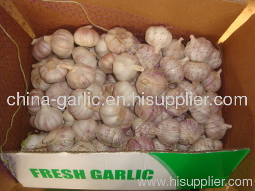 normal white fresh garlic