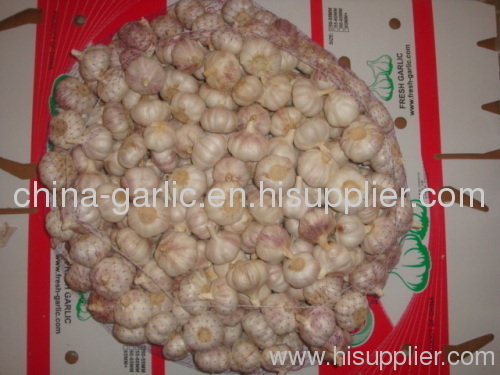 fresh regular white garlic