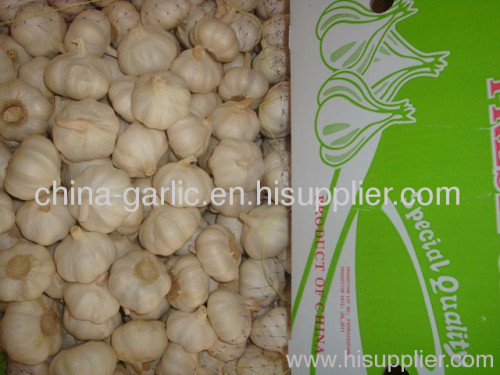 China fresh white garlic