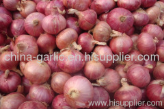 Supplier Chinese fresh red onions