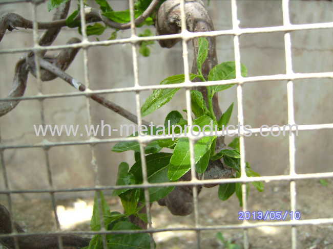 square wire welded mesh