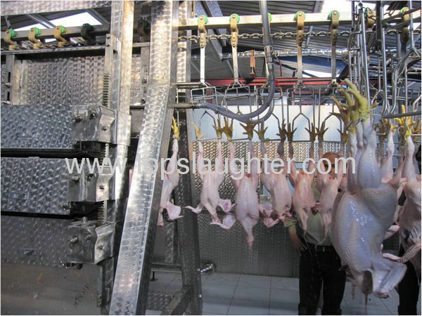 Chicken slaughtering processing line