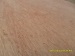 Bingtangor Veneered Commercial Plywood Sheet