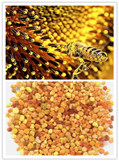 China Bee Pollen Extract