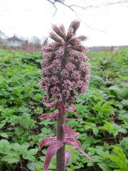 China Butterbur Rhizome Extract