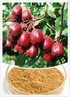 Hawthorn Extract (China Kingherbs)