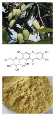 Mango Leaf Extract (China Kingherbs)