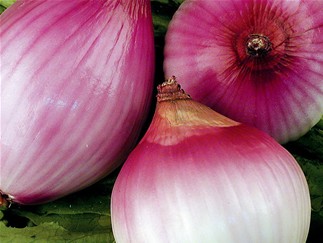 Onion Extract (China Kingherbs)