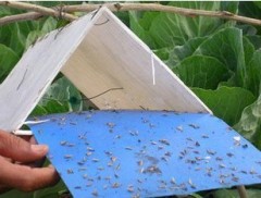 BLUE trap board trap moth killing board thrips whitefly glue