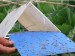 BLUE trap board trap moth killing board thrips whitefly glue