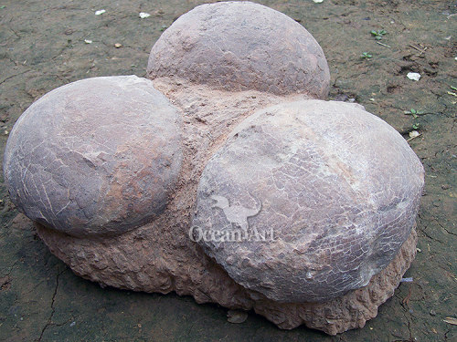 Animated Dinosaur egg fossils