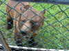 chain link Security fencing