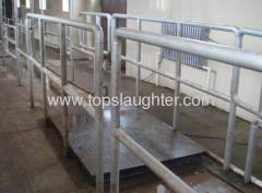 Slaughtering machinery cattle weighing scale