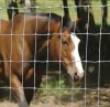 Farm Cattle Netting Fence