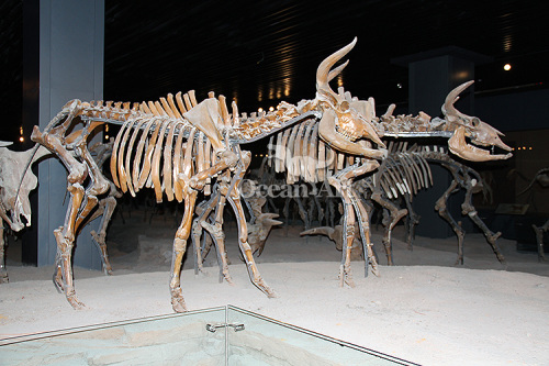 life size animal skeleton animal exhibition plastic animal skeleton