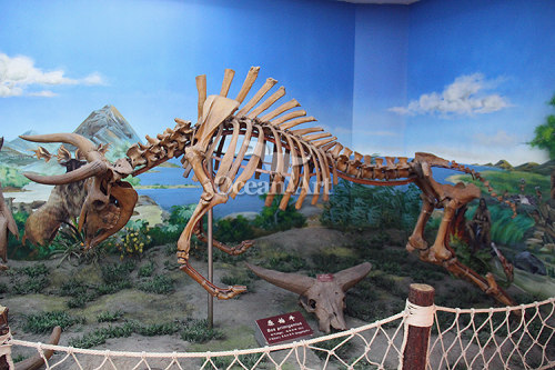 fiberglass animal skeleton life size animal skeleton Zigong animal skeleton