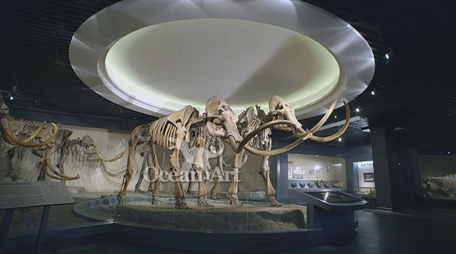 Museum exhibition animal skeleton