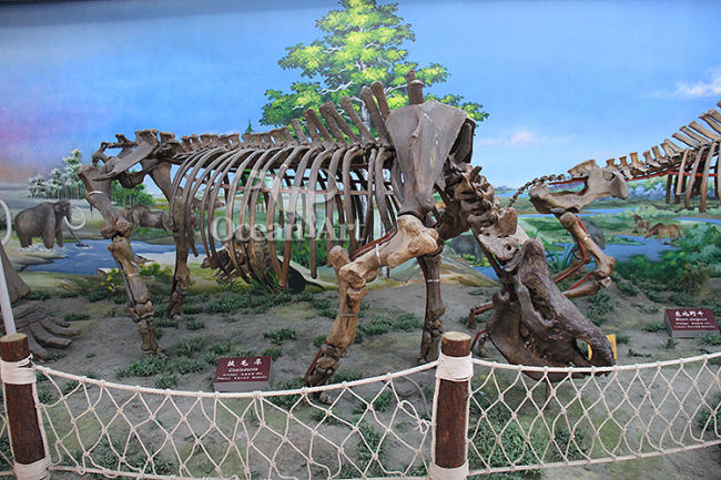 Prehistoric Simulation Animal Skeleton Model