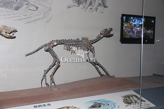 Artificial animal fossils for sale