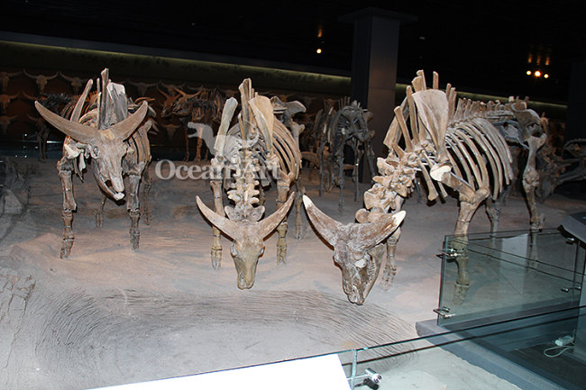 High imitation fiberglass animal fossils