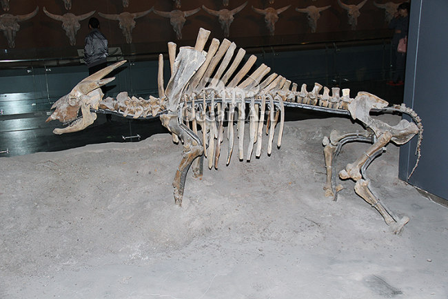 High imitation fiberglass animal fossils