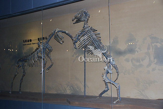 Attractive fossil of animal for buyers