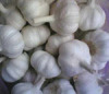 chinese white and purple garlic