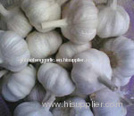 chinese white and purple garlic