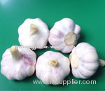 fresh and dry garlic