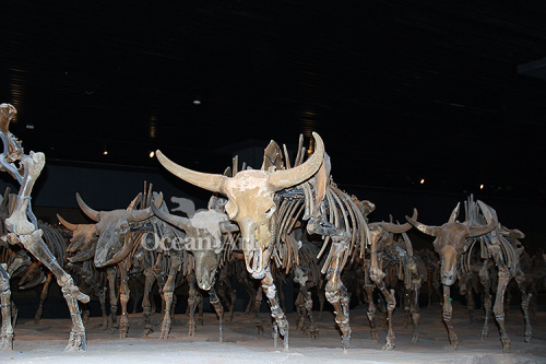 fiberglass animal fossil museum animal fossil