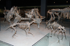 Museum display animal fossils