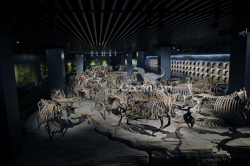 Animated animal fossil for indoor exhibition