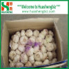 Fresh normal white garlic