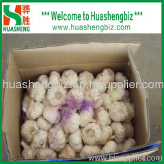 Fresh normal white garlic