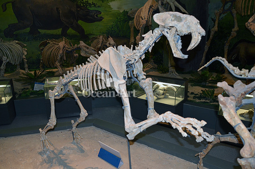 simulated animal skeleton animal skeleton specimen